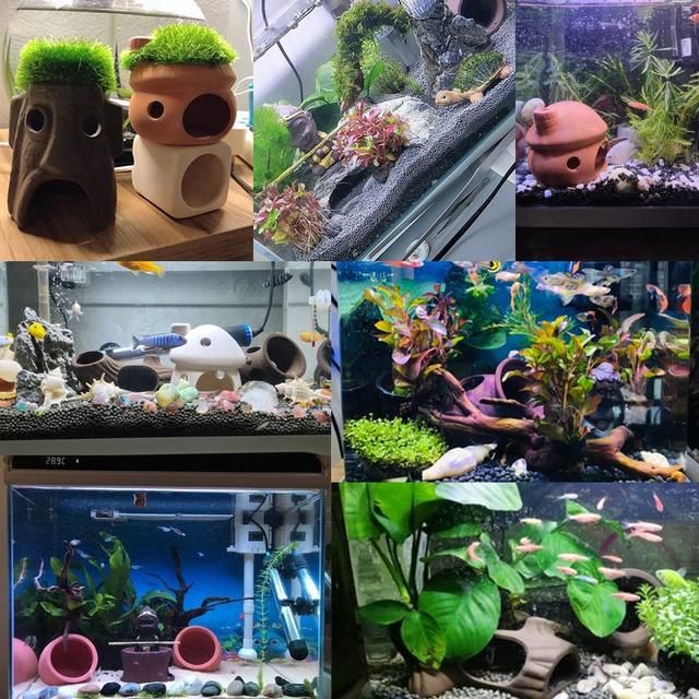 異型魚魚缸造景圖片：亞馬遜風(fēng)格魚缸造景技巧亞馬遜風(fēng)格魚缸布置技巧