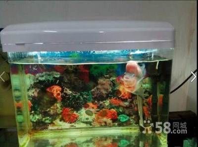 魚缸水質渾濁怎么辦？：剛給魚缸換完水，發現水質渾濁可能與多種因素有關