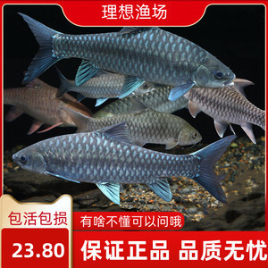 10公分吉罗鱼多少钱一条啊