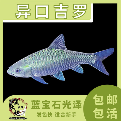10公分吉罗鱼多少钱一条啊