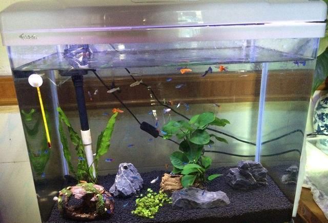 放鹽是養魚過程中的一種常見做法，可以用來殺菌、調節滲透壓和預防魚病：如何給魚缸放鹽