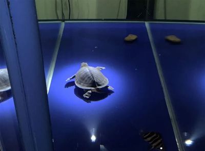 養(yǎng)一條龍魚(yú)和一條虎魚(yú)吉利嗎（龍魚(yú)和虎魚(yú)一起養(yǎng)具有一定的吉祥寓意和風(fēng)水效果）