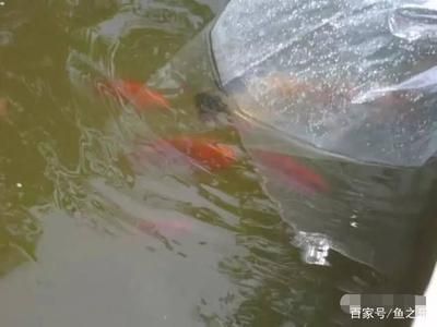 養一條龍魚和一條虎魚<strong><mark>吉利</mark></strong>嗎（龍魚和虎魚一起養具有一定的吉祥寓意和風水效果）