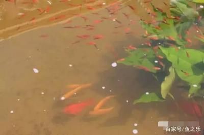 養(yǎng)一條龍魚(yú)和一條虎魚(yú)吉利嗎（龍魚(yú)和虎魚(yú)一起養(yǎng)具有一定的吉祥寓意和風(fēng)水效果）