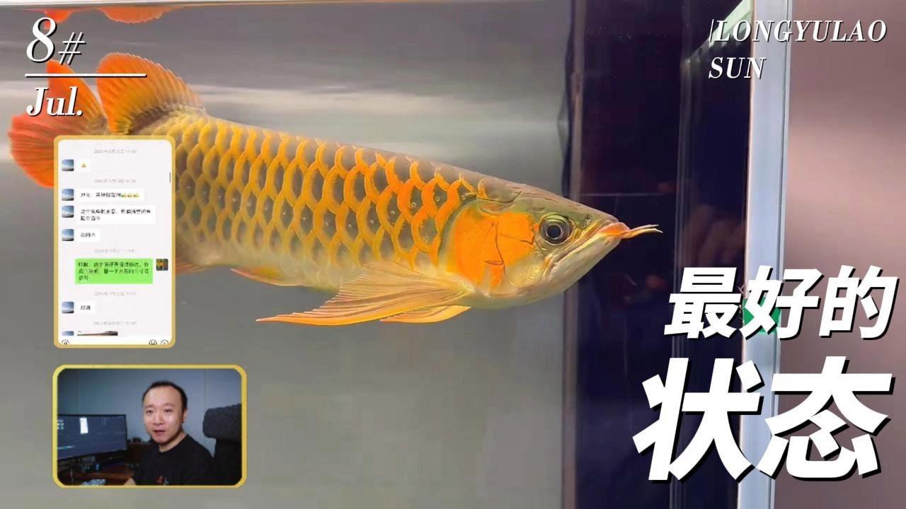 金龍魚怎么辨別好壞圖解 金龍魚怎么辨別好壞圖解 龍魚百科 第33張