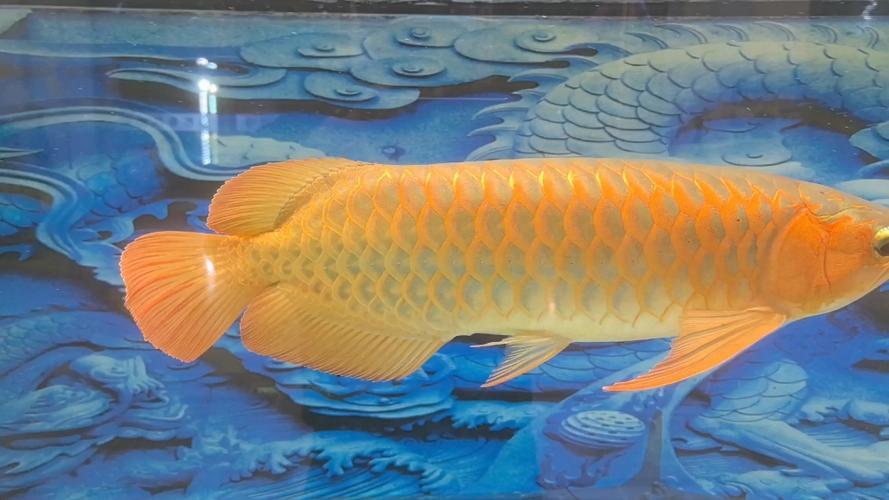 金龍魚怎么辨別好壞圖解 金龍魚怎么辨別好壞圖解 龍魚百科 第25張