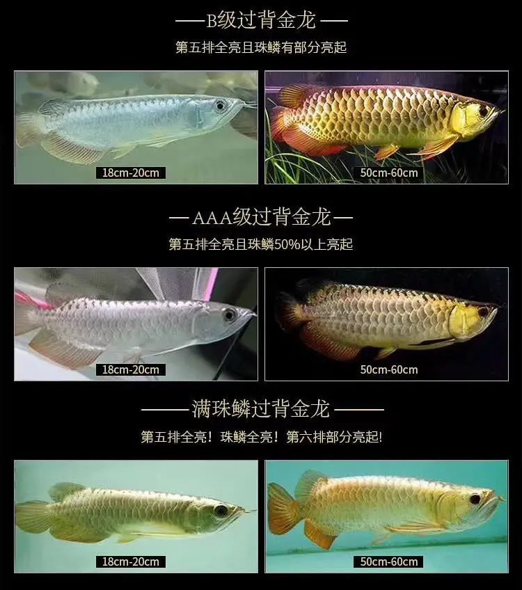 金龍魚怎么辨別好壞圖解 金龍魚怎么辨別好壞圖解 龍魚百科 第27張