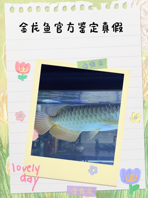 金龍魚怎么辨別好壞圖解 金龍魚怎么辨別好壞圖解 龍魚百科 第19張