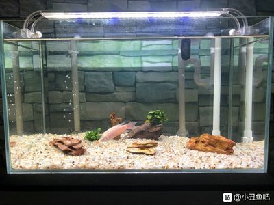 底濾魚缸過濾系統安裝教程：如何在底濾魚缸中安裝過濾系統