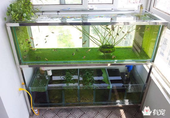 底濾魚缸過濾系統安裝教程：如何在底濾魚缸中安裝過濾系統