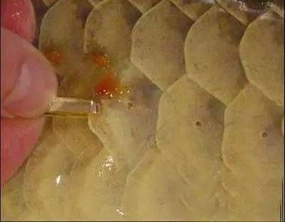 龍魚鱗片疾?。喝绾晤A防龍魚鱗片疾病
