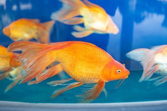 龍魚混養巴西亞魚的疾病防控策略：如何防控龍魚和巴西亞魚混養時的疾病風險