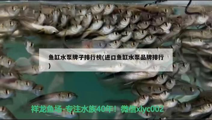 魚(yú)缸水泵品牌推薦：松寶品牌用戶(hù)評(píng)價(jià)魚(yú)缸水泵品牌森森水泵耐用性評(píng)測(cè) 魚(yú)缸水泵品牌推薦：松寶品牌用戶(hù)評(píng)價(jià)魚(yú)缸水泵品牌森森水泵耐用性評(píng)測(cè) 魚(yú)缸百科 第2張