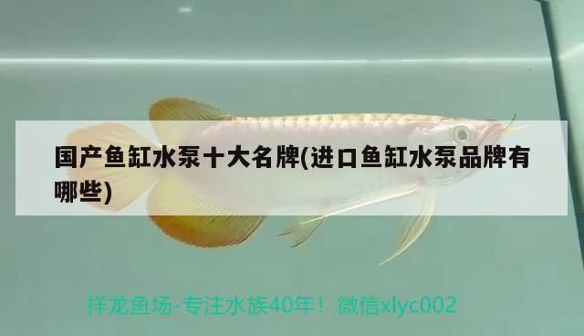 魚(yú)缸水泵品牌推薦：松寶品牌用戶(hù)評(píng)價(jià)魚(yú)缸水泵品牌森森水泵耐用性評(píng)測(cè) 魚(yú)缸水泵品牌推薦：松寶品牌用戶(hù)評(píng)價(jià)魚(yú)缸水泵品牌森森水泵耐用性評(píng)測(cè) 魚(yú)缸百科 第3張