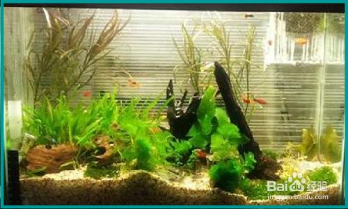 如何保持魚缸水溫穩定：保持魚缸水溫穩定的方法