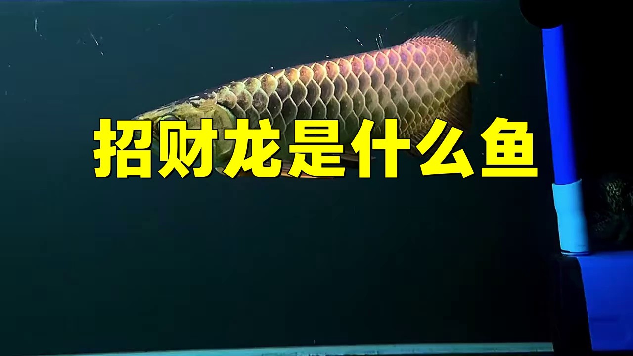 有沒有更多金龍魚動態壁紙推薦？