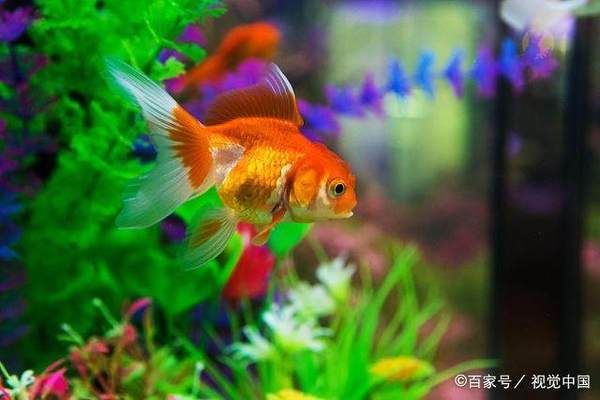 魚缸不換水能放鹽嗎為什么，如何維護魚缸硝化細菌平衡