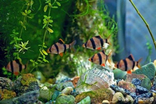 魚缸不換水能放鹽嗎為什么，如何維護魚缸硝化細菌平衡