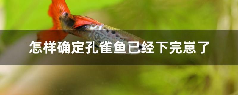 怎樣確定孔雀魚已經(jīng)下完崽了 怎樣確定孔雀魚已經(jīng)下完崽了 全國水族館企業(yè)名錄