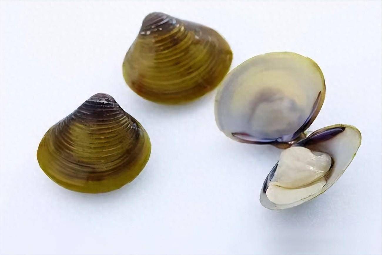魚缸水質管理魚缸水質管理是養魚愛好者來說至關重要：如何在魚缸中養殖河蚌