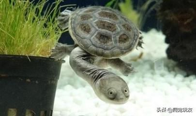 粗線和龍魚混養的結果顯示粗線和龍魚混養的結果:關于粗線魚和龍魚混養的問題 龍魚百科 第1張 粗線和龍魚混養的結果顯示粗線和龍魚混養的結果:關于粗線魚和龍魚混養的問題 粗線和龍魚混養的結果顯示粗線和龍魚混養的結果:關于粗線魚和龍魚混養的問題 龍魚百科 第1張