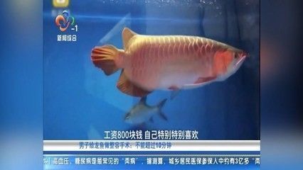 龍魚趴在缸底發呆什么原因造成的：龍魚為什么會趴在缸底發呆 龍魚趴在缸底發呆什么原因造成的：龍魚為什么會趴在缸底發呆 龍魚百科 第5張