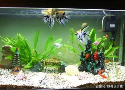 為什么魚聚集在魚缸的角落里：為什么魚聚集在魚缸角落的現象