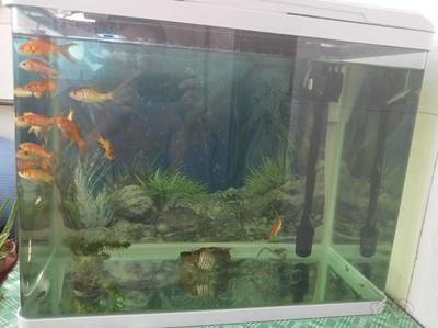 為什么魚聚集在魚缸的角落里：為什么魚聚集在魚缸角落的現象