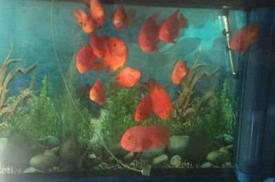為什么魚(yú)聚集在魚(yú)缸的角落里：為什么魚(yú)聚集在魚(yú)缸角落的現(xiàn)象