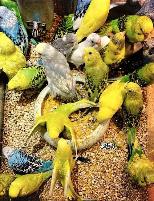 上海最大的水族市場(chǎng)地址，上海最大水族批發(fā)市場(chǎng) 上海最大的水族市場(chǎng)地址，上海最大水族批發(fā)市場(chǎng)\