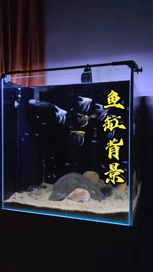 養金龍魚魚缸背景用什么顏色好看