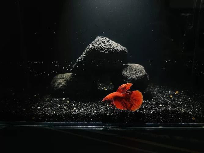 養金龍魚魚缸背景用什么顏色好看