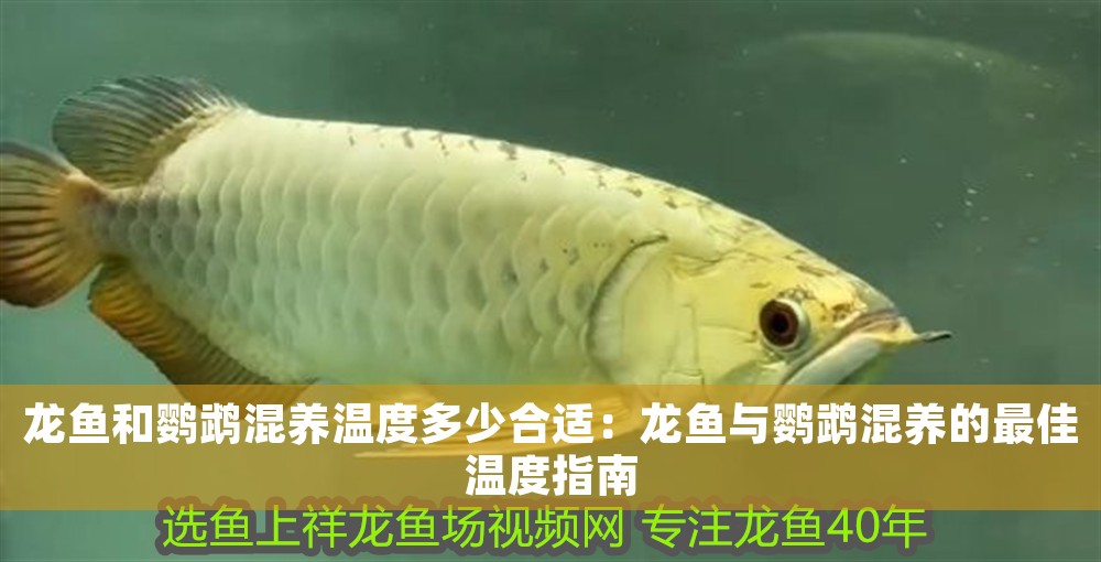 龍魚和鸚鵡混養(yǎng)溫度多少合適：龍魚與鸚鵡混養(yǎng)的最佳溫度指南