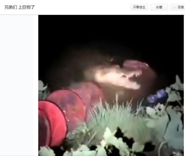 金龍魚對手