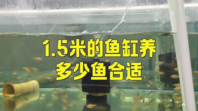 一米五龍魚缸養幾條魚合適