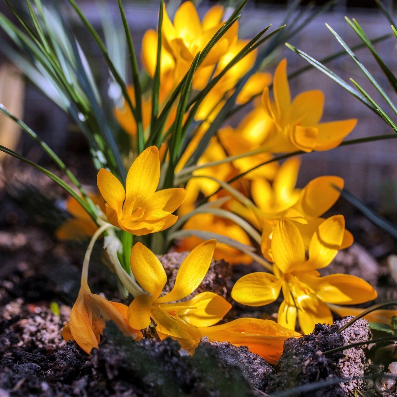 中衛(wèi)市鳥(niǎo)魚(yú)花香花卉觀賞魚(yú)銷(xiāo)售店