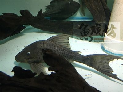 比較小的龍魚品種（體型較小的龍魚品種） 比較小的龍魚品種（體型較小的龍魚品種） 龍魚百科 第2張