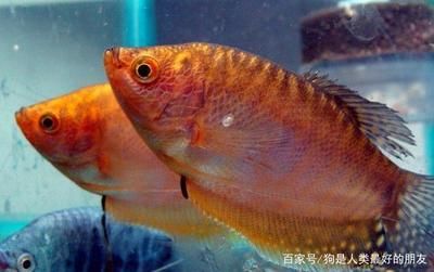 比較小的龍魚品種（體型較小的龍魚品種） 比較小的龍魚品種（體型較小的龍魚品種） 龍魚百科 第1張