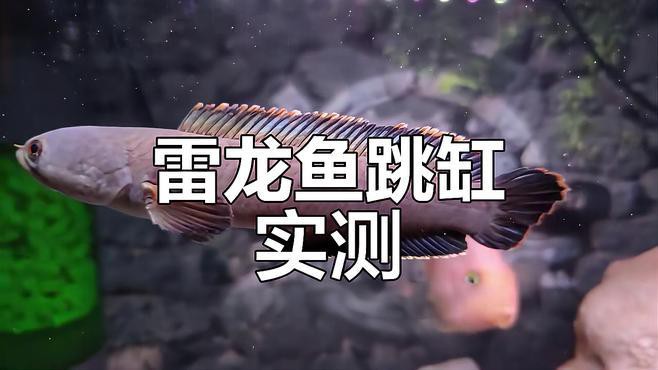彩虹雷龍魚為什么便宜很多