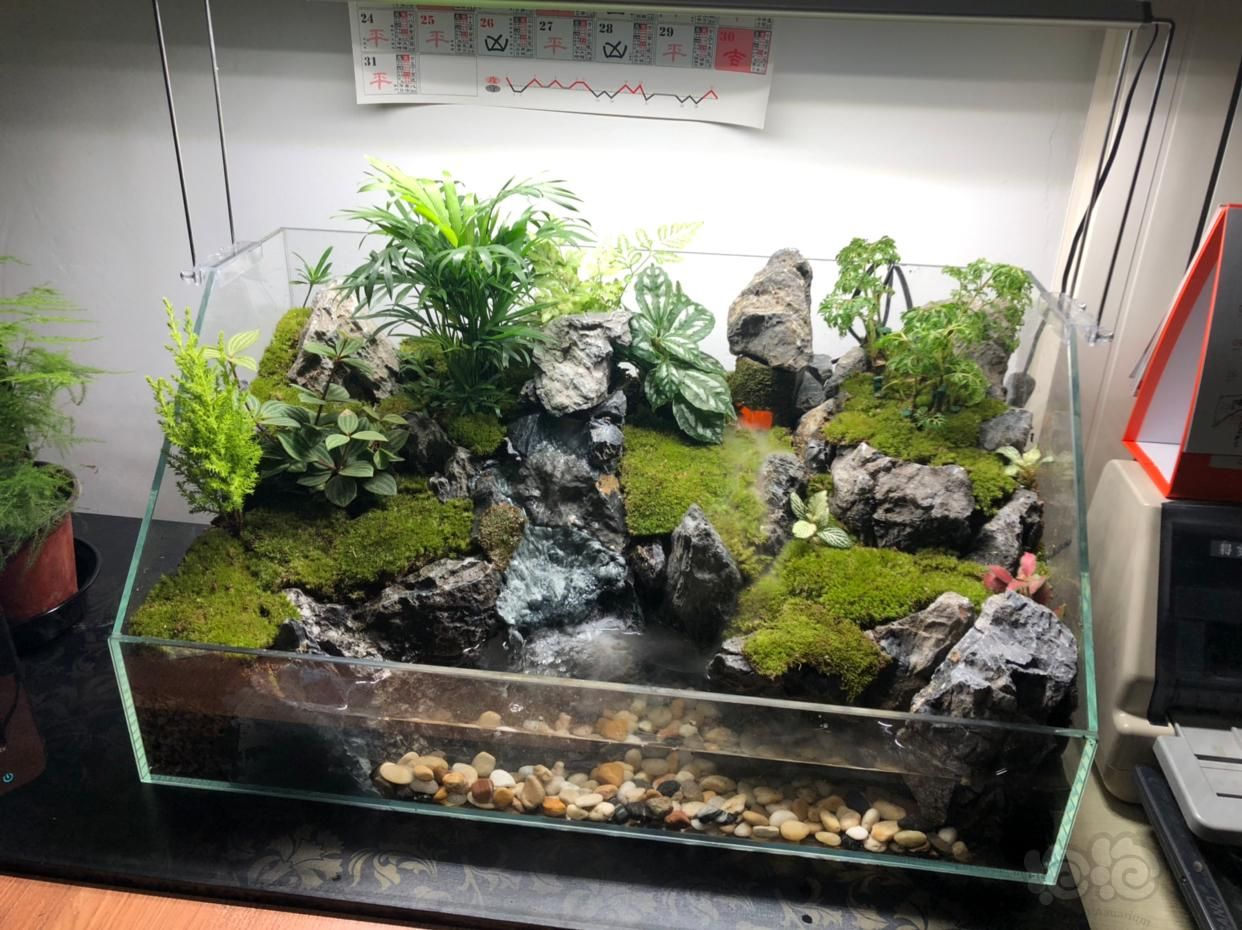 30魚缸造景效果圖（30魚缸造景實際效果圖30魚缸造景效果圖）