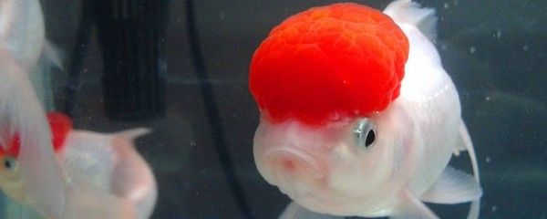剛換過水的魚缸水質(zhì)管理的科學(xué)指南：剛換過水的魚缸變白色可能是由多種因素引起的，養(yǎng)魚成功的關(guān)鍵