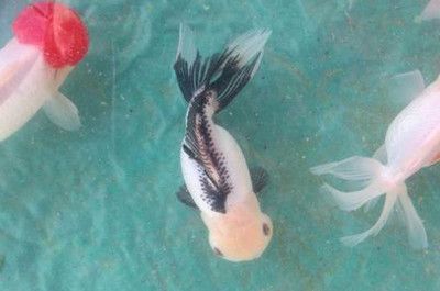 剛換過水的魚缸水質(zhì)管理的科學(xué)指南：剛換過水的魚缸變白色可能是由多種因素引起的，養(yǎng)魚成功的關(guān)鍵