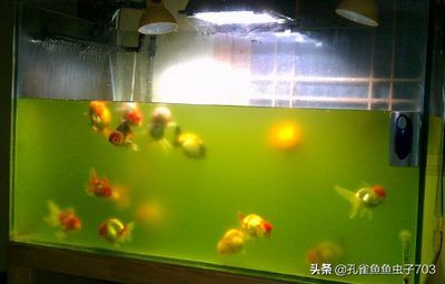 觀賞魚缸水質(zhì)檢測方法:觀賞魚缸水質(zhì)檢測方法多樣