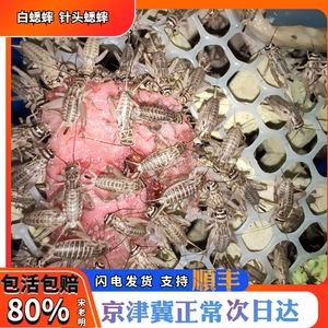 龍魚哪里的好吃又便宜又好吃：廣州龍虎匯龍魚購買指南