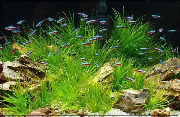 魚缸活性炭是什么材料：關于魚缸活性炭的一些詳細信息