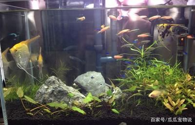 魚缸剛換的水就渾什么原因