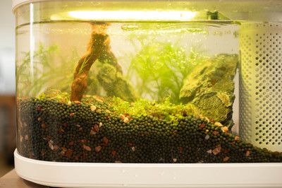 魚缸剛換的水就渾什么原因