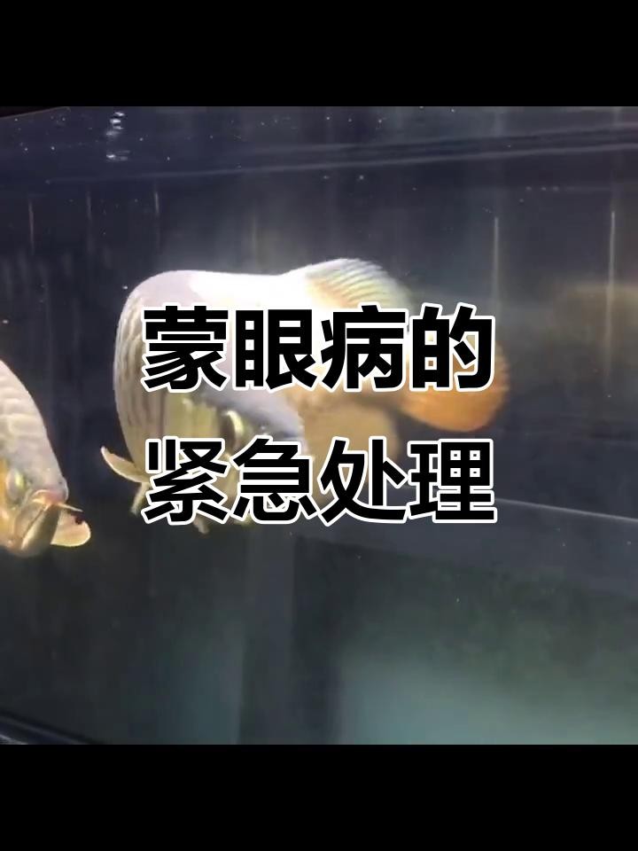 龍魚眼白膜破裂后如何護理