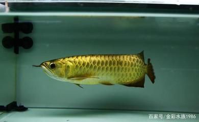 龍魚的產(chǎn)地在哪里：亞洲龍魚的產(chǎn)地遍布全球，亞洲龍魚的種類最為齊全，最受魚友喜愛