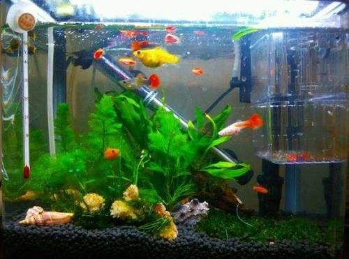 好魚缸和普通魚缸魚缸區別大嗎圖片對比（好魚缸和普通魚缸區別大嗎）
